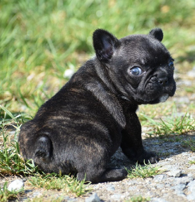 du domaine de Bodaway - Bouledogue français - Portée née le 04/04/2022