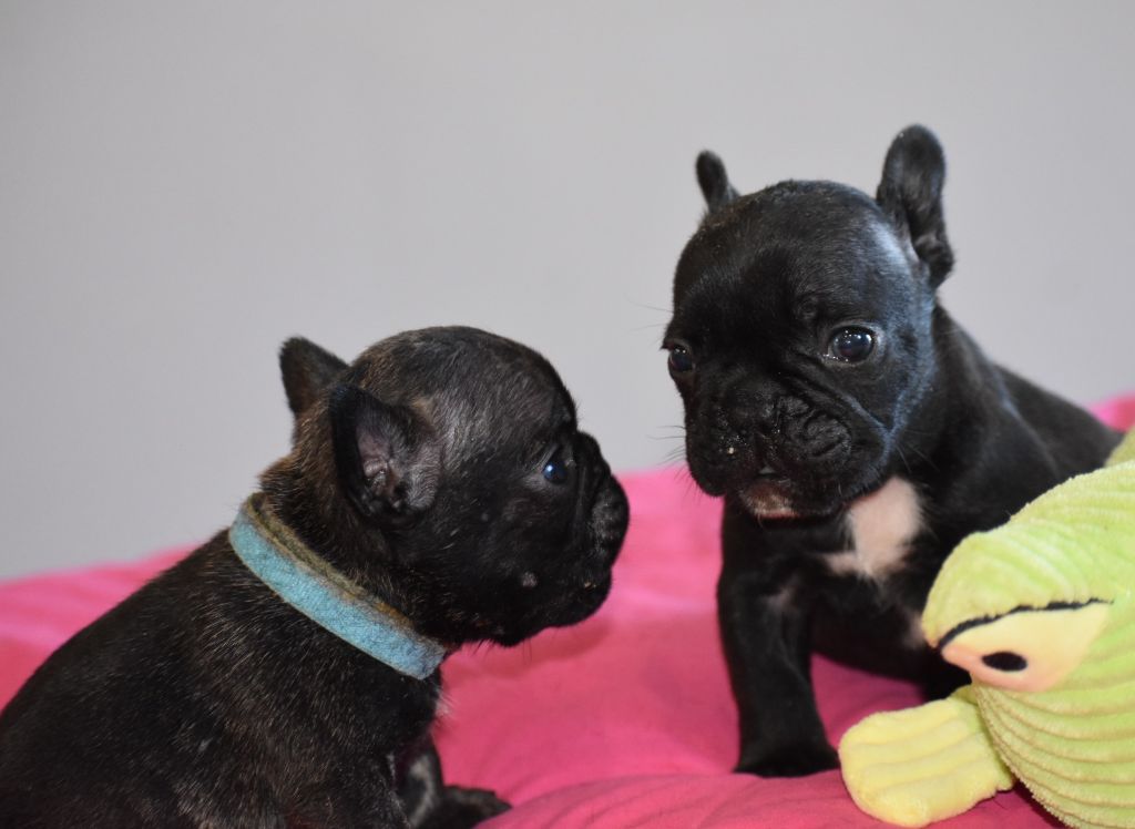 chiot Bouledogue français du domaine de Bodaway