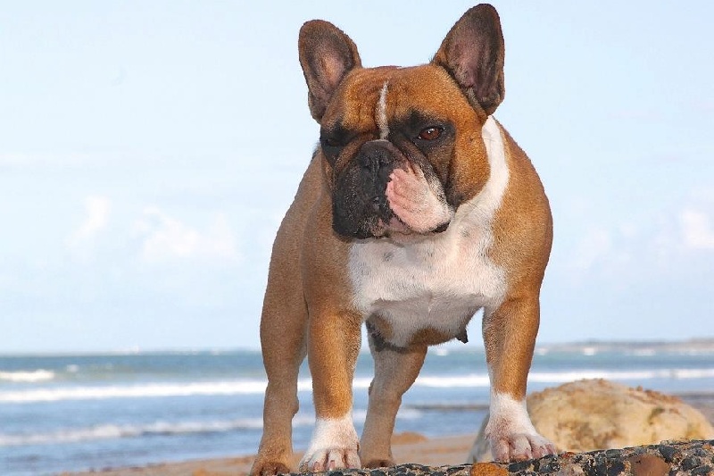 Fergie funkadelic folie du domaine de Bodaway