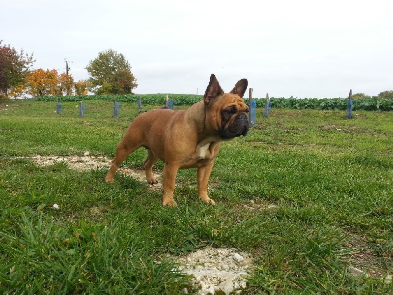 Izza-kiss du domaine de Bodaway