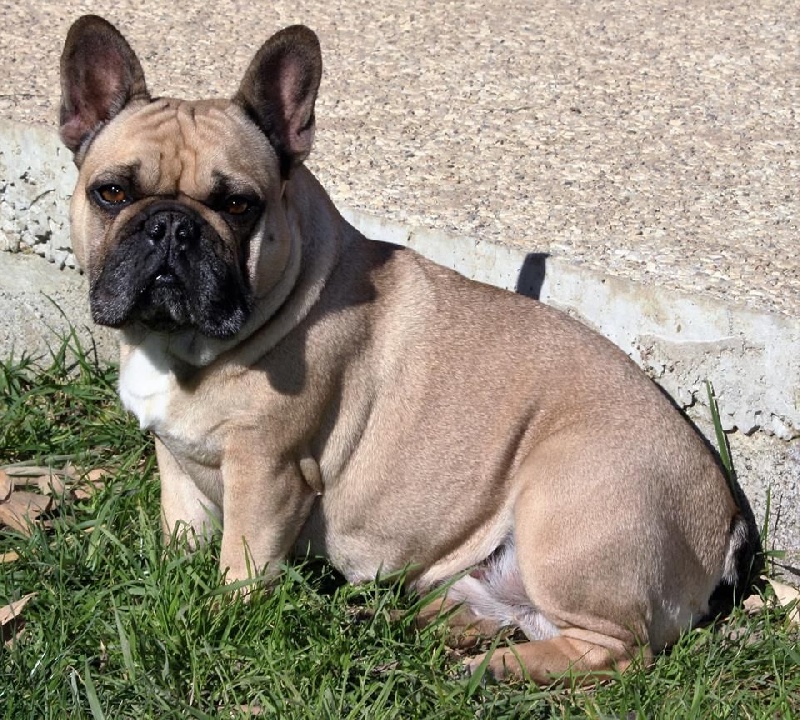 H'melusine du domaine de Bodaway