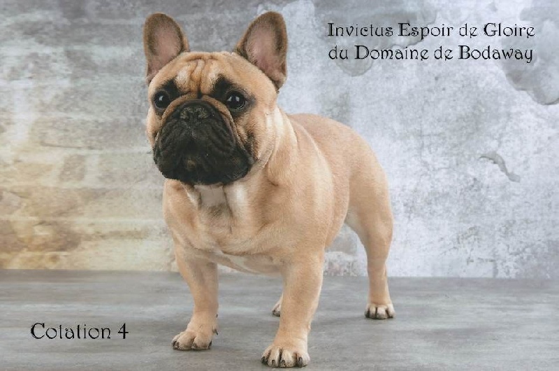Invictus espoir de gloire du domaine de Bodaway