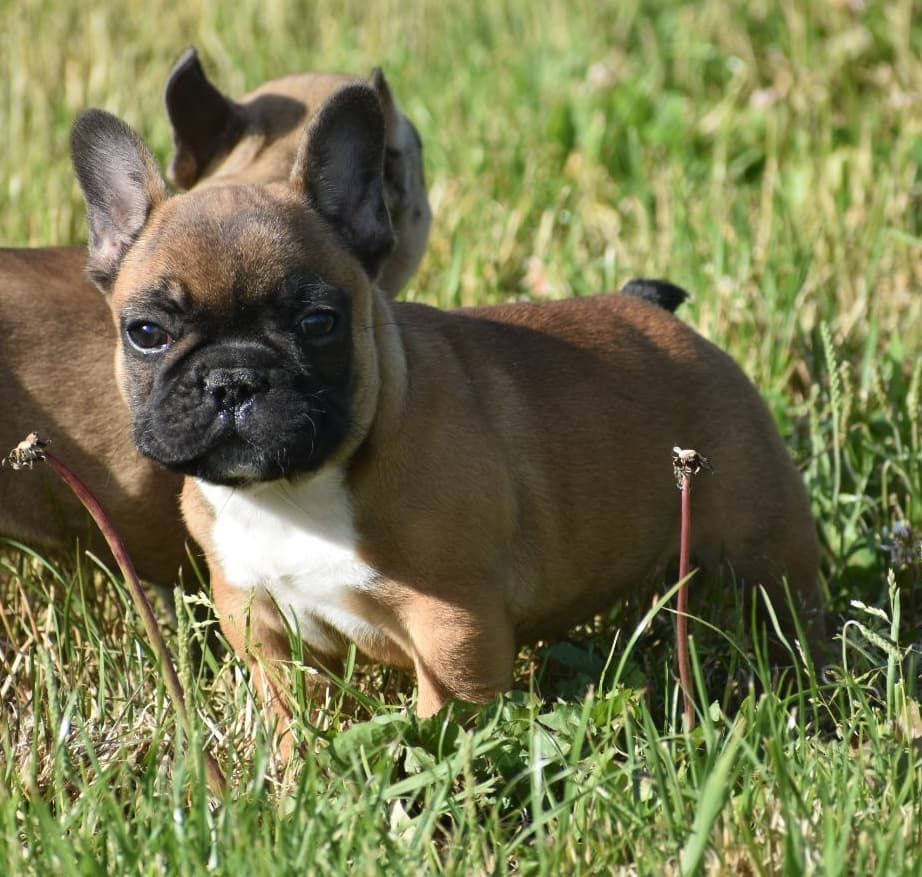Paco du domaine de Bodaway