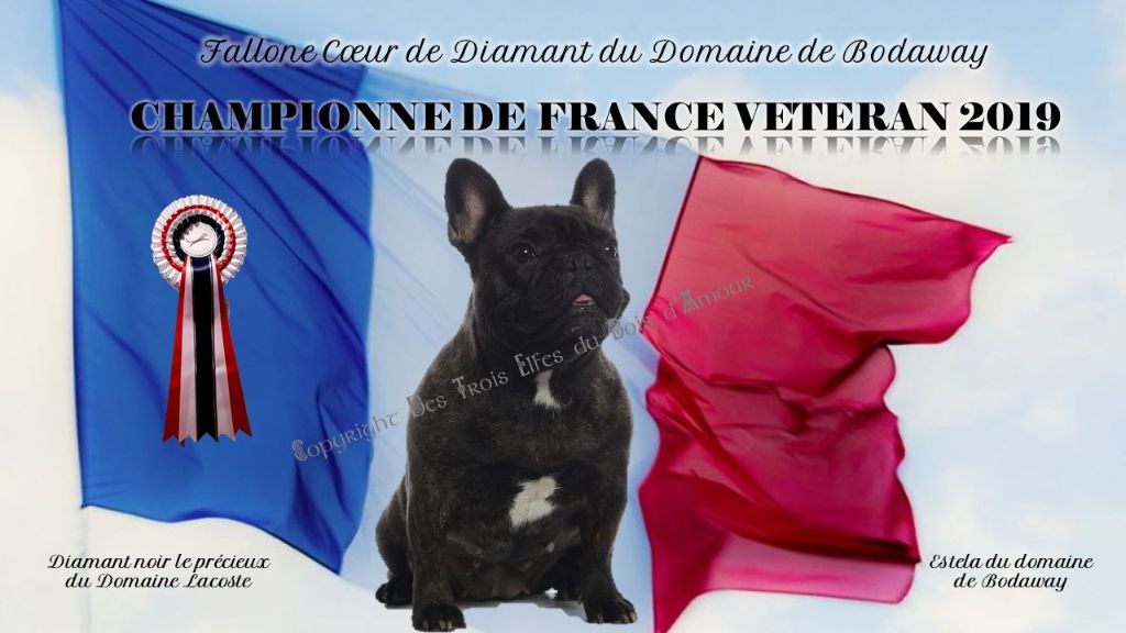 CH. Fallone coeur de diamant du domaine de Bodaway