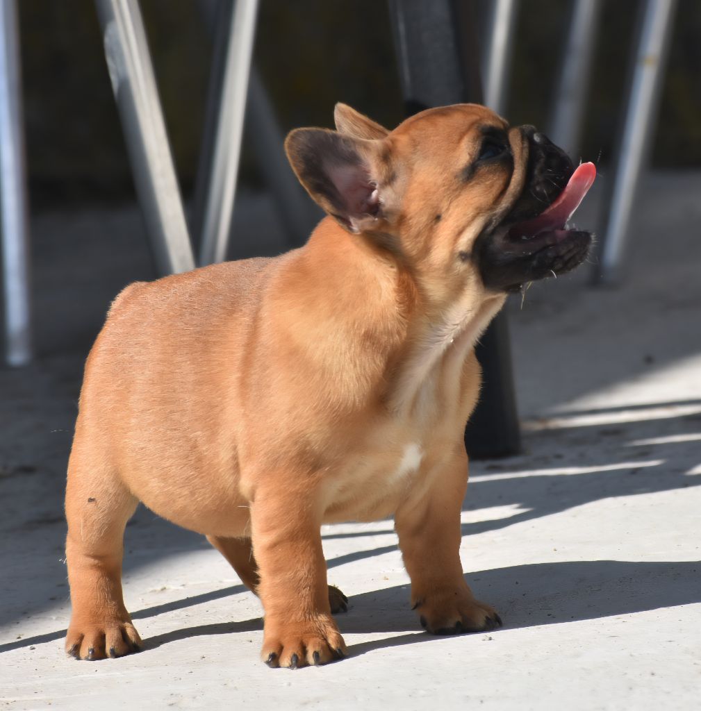 du domaine de Bodaway - Chiots disponibles - Bouledogue français
