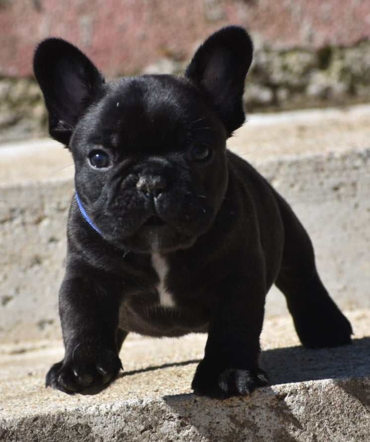 du domaine de Bodaway - Bouledogue français - Portée née le 24/01/2024